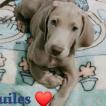 AQUILES, Weimaraner