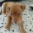Tena, Altri cani