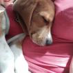 Sparko, Beagle