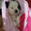 Pepita, Shih Tzu