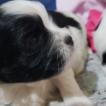 Haru, Shih Tzu