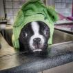 Finn, Boston Terrier