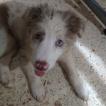 Mai Tai, Border Collie