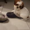 Dorothy, Shih Tzu