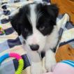 Dusty, Border Collie