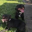 Lucifer, Staffordshire Bull Terrier