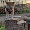 Maki, Akita Japonés