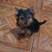 Jacqueline, Yorkshire Terrier