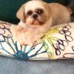 Fanny, Shih Tzu
