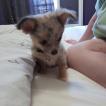 Serise, Chihuahua