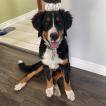 Zoro, Bovaro del bernese