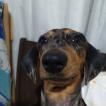 Petunia, Dachshund (Pelo Largo)