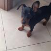 Generale Lee, Pinscher (Alemán)