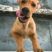 Thor, Labrador Retriever