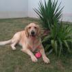 Donnatela, Golden Retriever