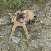 Sila, Cane Corso