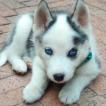 BALOO, Siberian Husky