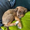 Mars, Otros perros