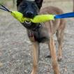Rishi, Pastor Belga Malinois