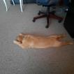 Kiko Glass, Golden Retriever