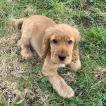 Elliot, Cocker Spaniel Inglés