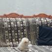 Perrie, Keeshond
