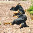 Ralph, Beauceron