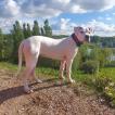 Madri, Dogo Argentino