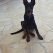 Sam, Beauceron