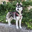 Kendra, Husky Siberiano
