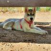 Easy, Husky Siberiano