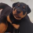 Apollo, Rottweiler