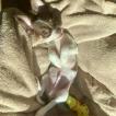 Nino, Chihuahua