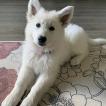 Argo, White swiss Shepherd Dog