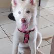 Luna, Husky Siberiano