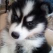 Iron Baruc, Siberian Husky
