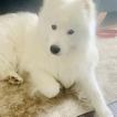 Ramses, Samoyedo
