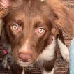 Desiree, Border Collie