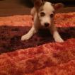 Rivas, Husky Siberiano
