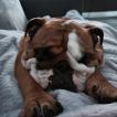 Marley, Bulldog
