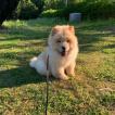 Naya, Chow Chow