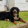 Hannah, Boyero De Berna