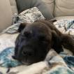 Honey, Cane Corso