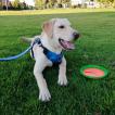 Bobby, Labrador Retriever