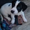 Emma, Jack Russell Terrier