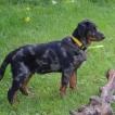 S Cendré, Beauceron