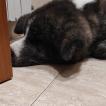 Neko, Akita Japonés