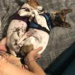 Tess, Parson Jack Russell Terrier (De Pelaje Corto - Suave)