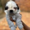 Peter, Shih Tzu