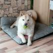 Shiela, Chow Chow
